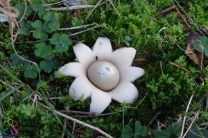 Geastrum fimbriamtum